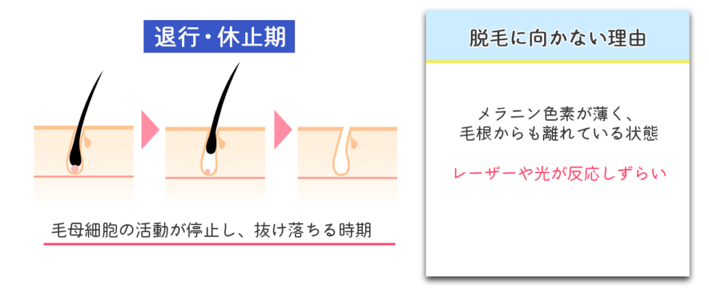 毛周期の退行・休止期の説明