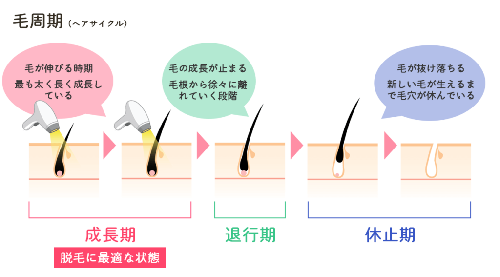 毛周期の成長期から休止期まで