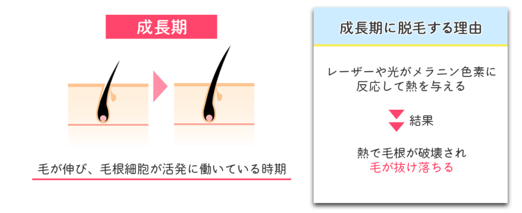 毛周期の成長期の説明
